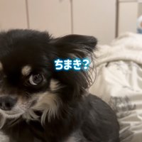 少し引いた顔つきの犬