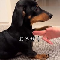 手を下ろしてほしいオーレくん