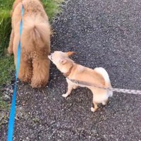 プードルのお尻を嗅ぐチワワ