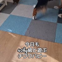 コアくんは猛スピードでダッシュ！