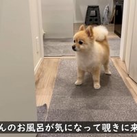 お風呂場に様子を見にきたポメくん