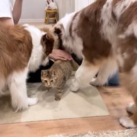 たまちゃんと2匹