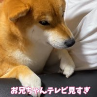 不満そうなお顔に