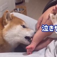 泣き止んでほしいこむぎ君