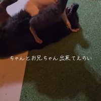 ノアくんとピーターくん2