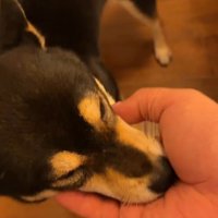 撫でられるあんこちゃん