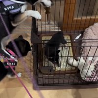 覗き込むあゆちよくん