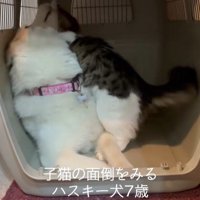 距離が近すぎるローズちゃんとロイくん3