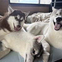 3きょうだい