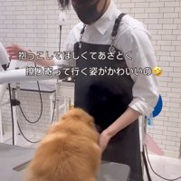 ゆっくり移動する犬
