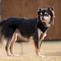 野性味あふれる立ち姿も