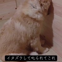 壁に頭を付ける子犬