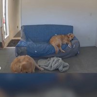 座る犬と寝る犬