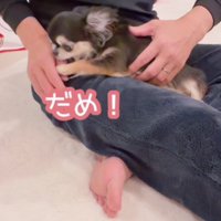 パクリと噛んで抗議！！