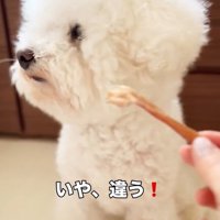 そっぽを向くまるちゃん