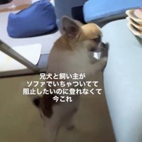 ソファに前足をかける犬