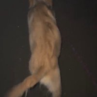 家とは反対の方向に歩き出す犬