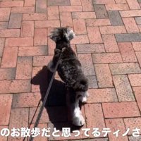 お散歩を楽しむティノちゃん