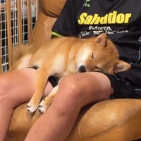 男性の膝の上で眠る犬