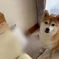 小型犬の遺影の前で飼い主をふり返る犬