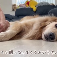 眠くなるおからちゃん