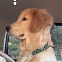 気がつく大型犬