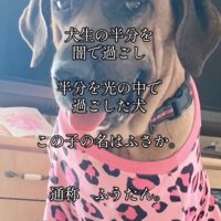 ピンクの服を着た大型犬