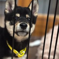 アップのかぜちよくん