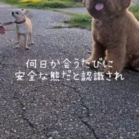 横に並んで座るプードルとチワワ