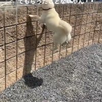 親戚のおじさんを見送るおもちちゃん6