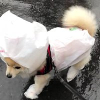 ビニール袋を装備してる…！