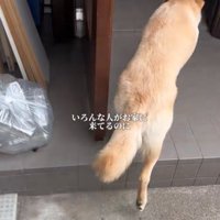 家の中に入る犬