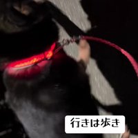 ポットポットと歩く♪