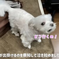 パパさんの帰りを待つナナくん