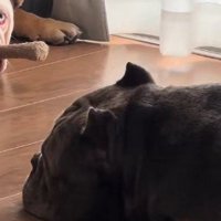 ブリちゃんの向こうにいるのは…