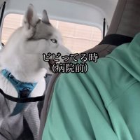 前の座席を見つめる犬