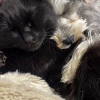 眠る猫に抱きつきながら眠る犬