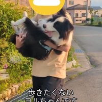 散歩の帰り道に抱っこされる中型犬
