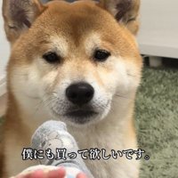 羨望の眼差し