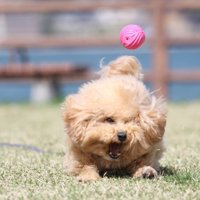 キャッチできないポテチくん3