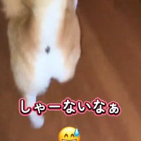 嬉しそうに廊下に向かう犬