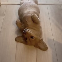 ママ「お散歩行くよ、起き上がって」