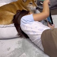 目を開いて飼い主の方に視線を向ける犬