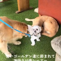 大型犬に囲まれたしろ君5