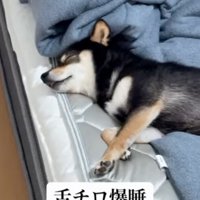 ベッドで眠る犬