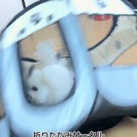 転がるサークルの中にいる犬