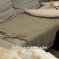 寝転ぶ小型犬姉妹