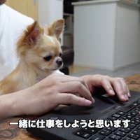 お仕事中に甘えるみるくちゃん3