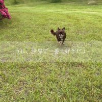 くま耳の服を着てお出かけする犬