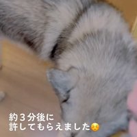 撫でてほしいセナくん